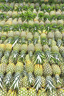 Harvested organic pineapples, Costa Rica, Central America