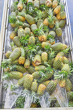 Harvested organic pineapples being washed, Costa Rica