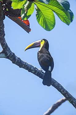 Chestnut-mandibled Toucan (Ramphastos swainsonii) perching on a tree, Corcovado National Park, Osa Peninsula, Costa Rica