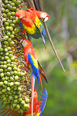 Scarlet Macaws (Ara macao) perching on a tree, Corcovado National Park, Osa Peninsula, Costa Rica