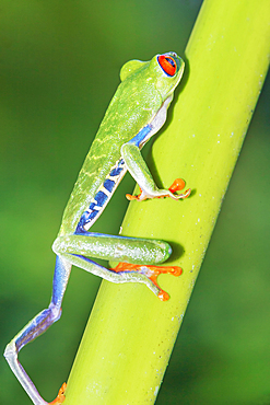 Red eyed tree frog (Agalychins callydrias) climbing green stem, Sarapiqui, Costa Rica