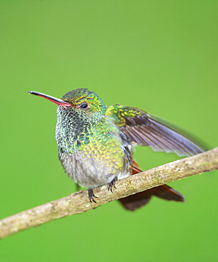 Rufous-tailed hummingbird (Amazilia tzacatl) on branch, Sarapiqui, Costa Rica, Central America
