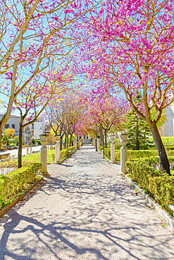 Giardino ibleo, Ragusa Ibla, Ragusa province, Sicily, Italy