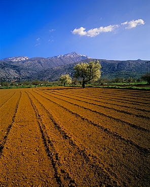 Ploughed field with trees and mountains, Lassithi Plateau, Crete, Greek Islands, Greece, Europe