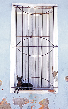 Small dog resting between shuttered windows and gratings, Sancti Spiritus, Cuba, West Indies, Central America