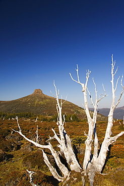 Mount Pelion East 1433m, from  Mount Ossa 1617m, Tasmania's highest mountain on the overland track in Cradle Mountain Lake St. Clair National Park, part of Tasmanian Wilderness, UNESCO World Heritage Site, Tasmania, Australia, Pacific