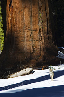 A coyote is dwarfed by a tall sequoia tree trunk in Sequoia National Park, California, United States of America, North America