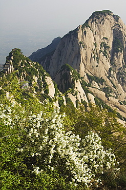 Spring flowers on Hua Shan, a granite peaked mountain of 2160m, Shaanxi Province, China, Asia