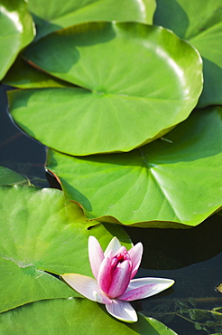 Water liliy at Yuanmingyuan (Old Summer Palace), Beijing China, Asia