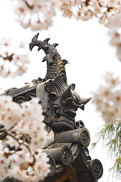 Decorated roof tiling and cherry blossom in a Japanese temple, Kanazawa, Honshu Island, Japan, Asia