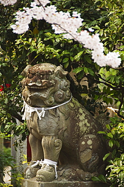 A mythical lion statue and cherry blossom in a temple in Kyoto, Honshu Island, Japan, Asia