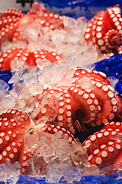 Octopus at Tsukiji fish market, Tokyo, Honshu Island, Japan, Asia