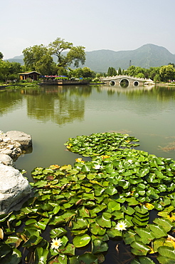 Lily pads and a arched stone bridge in Beijing Botanical Gardens, Beijing, China, Asia