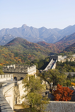 Autumn colours and a watch tower on The Great Wall of China, UNESCO World Heritage Site, Badaling, China, Asia