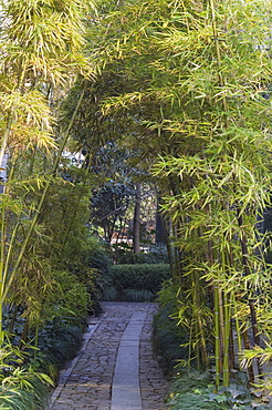 a bamboo forest at West Lake Hangzhou Zhejiang Province China