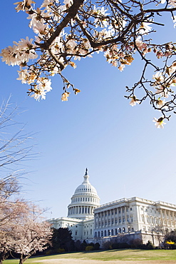 Spring cherry blossom, The Capitol Building, Capitol Hill, Washington D.C., United States of America, North America