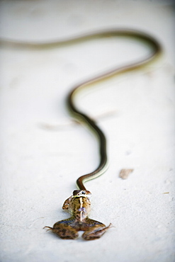 Snake eating a frog, Sungai Kinabatangan River, Sabah, Borneo, Malaysia, Southeast Asia, Asia