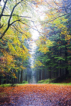 Autumn foliage, Brecon Beacons National Park, South Wales, United Kingdom, Europe