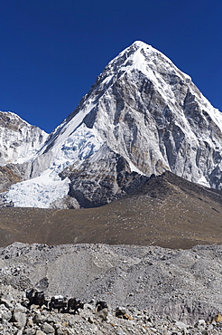 Yak on a trail below Kala Pattar and Pumori, 7165m, Solu Khumbu Everest Region, Sagarmatha National Park, Himalayas, Nepal, Asia