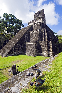 Turkeys at a pyramid in the Mayan ruins of Tikal, UNESCO World Heritage Site, Guatemala, Central America