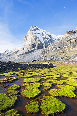 Cojines plants below cerro de Ritacuba, 5230m, El Cocuy National Park, Colombia, South America