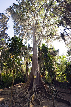 Trees covered with fronds of tillandsia, El Gallineral Park, San Gil, Colombia, South America