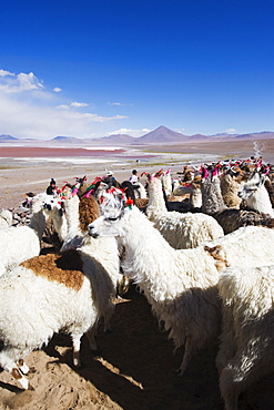 Llamas at Laguna Colorado (Red Lake), Eduardo Avaroa Andean National Reserve, Bolivia, South America