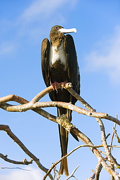 Great frigate bird (Frigata minor), Isla Genovesa, Galapagos Islands, UNESCO World Heritage Site, Ecuador, South America