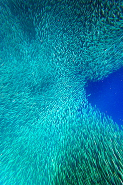 Shoal of sardines, Panagsama Beach, Moalboal, Cebu, The Visayas, Philippines, Southeast Asia, Asia