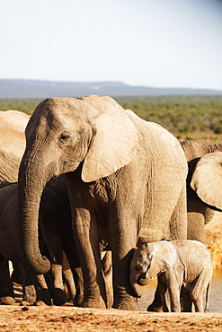 African elephant herd (Loxodonta Africana), Addo Elephant National Park, Eastern Cape, South Africa, Africa