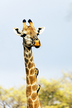 Giraffe (Giraffa camelopardalis) with oxpecker on its neck, Kruger National Park, South Africa, Africa