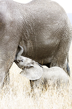 Baby African elephant and mother (Loxodonta africana), Serengeti National Park, UNESCO World Heritage Site, Tanzania, East Africa, Africa