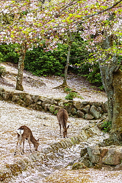 Wild deer and cherry blossom, Miyajima Island, Hiroshima Prefecture, Honshu, Japan, Asia