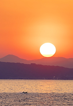 Dolphins in the bay, Izu Hanto, Shizuoka Prefecture, Honshu, Japan, Asia