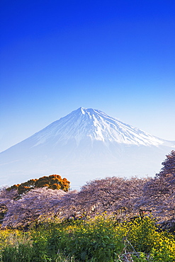 Mount Fuji, 3776m, UNESCO World Heritage Site, Yamanashi Prefecture, Honshu, Japan, Asia