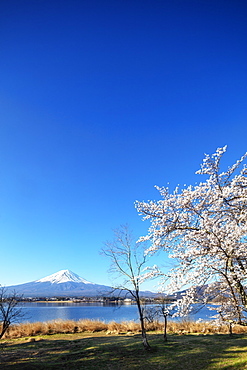 Cherry blossom at Kawaguchiko Lake, and Mount Fuji, 3776m, UNESCO World Heritage Site, Yamanashi Prefecture, Honshu, Japan, Asia