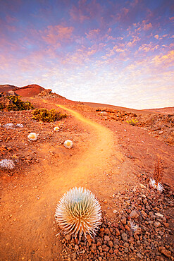 Volcanic landscape, Hawaii silversword (Argyroxiphium sandwicense) endemic, Haleakala National Park, Maui Island, Hawaii, United States of America, North America