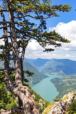 Banjska Stena viewpoint, Tara National Park, Serbia, Europe