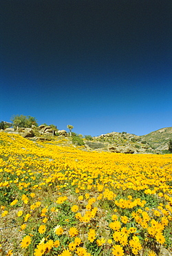 Spring flowers, Springbok, Namaqualand, Northern Cape Province, South Africa