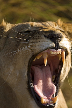 Lioness, Busanga Plains, Kafue National Park, Zambia, Africa