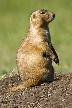 Prairie dog, Custer State Park, Black Hills, South Dakota, United States of America, North America