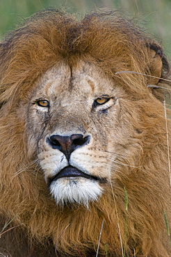 Lion (Panthera leo), Masai Mara National Reserve, Kenya, East Africa, Africa