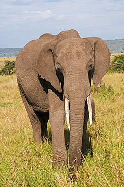 African elephant (Loxodonta africana), Masai Mara National Reserve, Kenya, East Africa, Africa