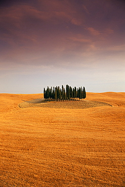 Cypress trees in Tuscan field, Val d'Orcia, Siena province, Tuscany, Italy