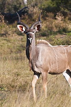 Kudu (Tragelaphus strepsiceros), Savute Channel, Linyanti, Botswana, Africa