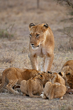 Lion (Panthera leo) female and cubs, Masai Mara, Kenya, East Africa, Africa