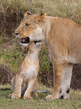 Lion (Panthera leo) female and cub, Masai Mara, Kenya, Eat Africa, Africa