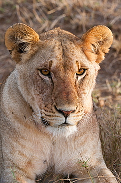 Lion (Panthera leo), Masai Mara, Kenya, East Africa, Africa