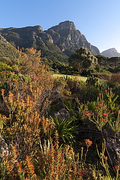 Kirstenbosch National Botanical Garden, Cape Town, South Africa, Africa