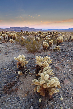 Cholla Cactus Garden, Joshua Tree National Park, California, United States of America, North America